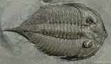 Classic Inch Dalmanites Trilobite From New York #2-1